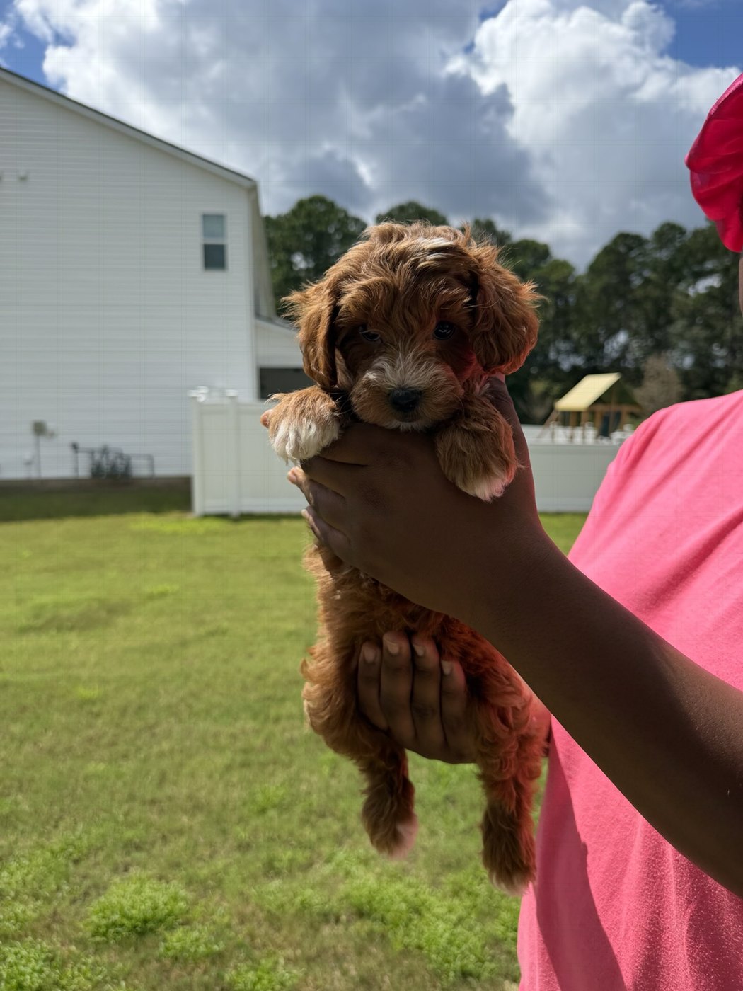 A fluffy brown puppy held gently