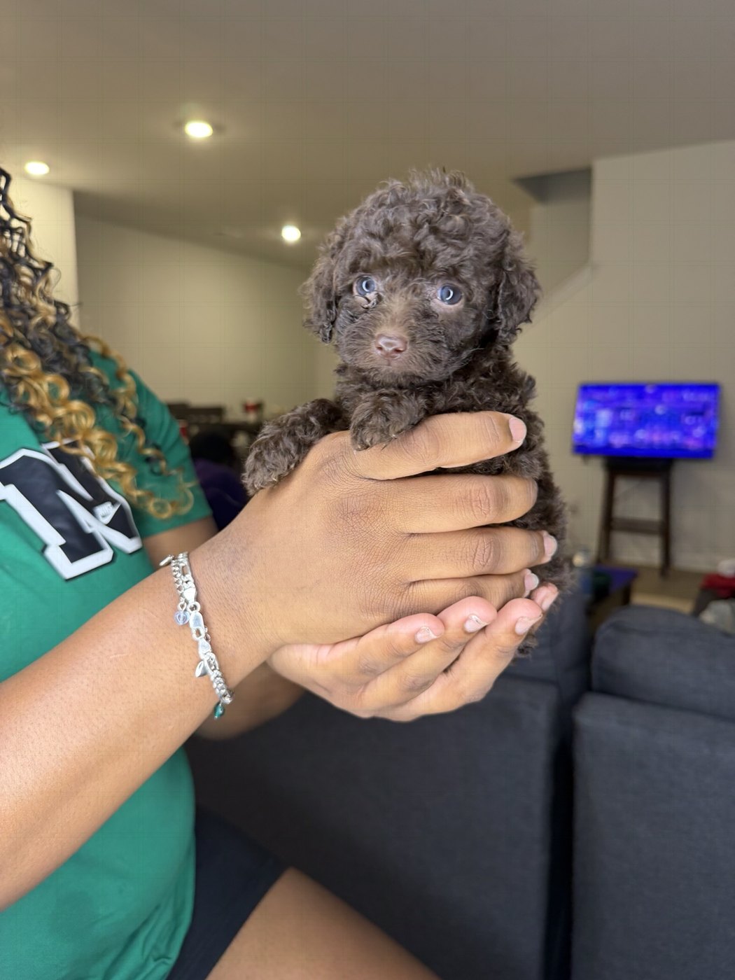 A tiny chocolate puppy with bright eyes