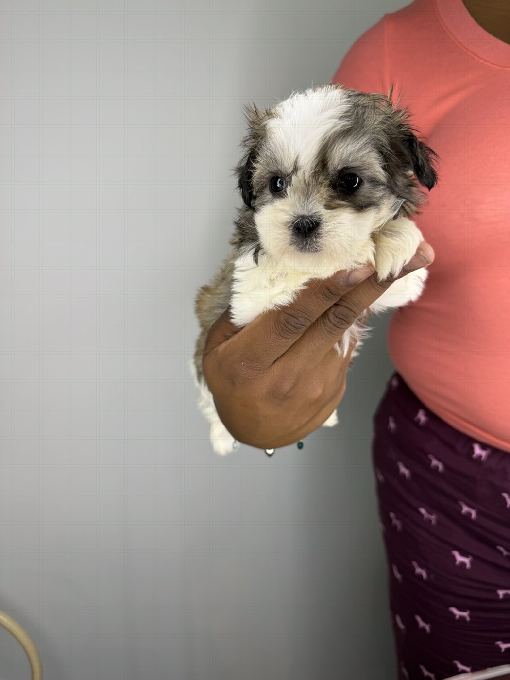 A little white and gray puppy