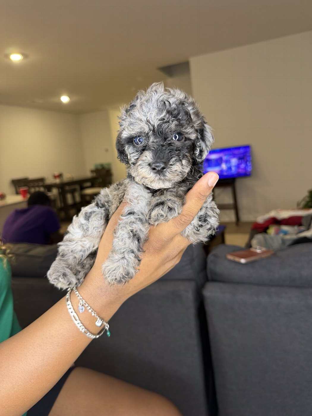 A curly gray puppy