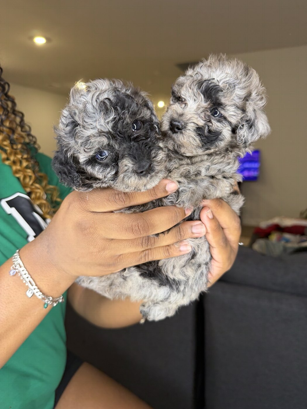 Two adorable gray puppies cuddled together