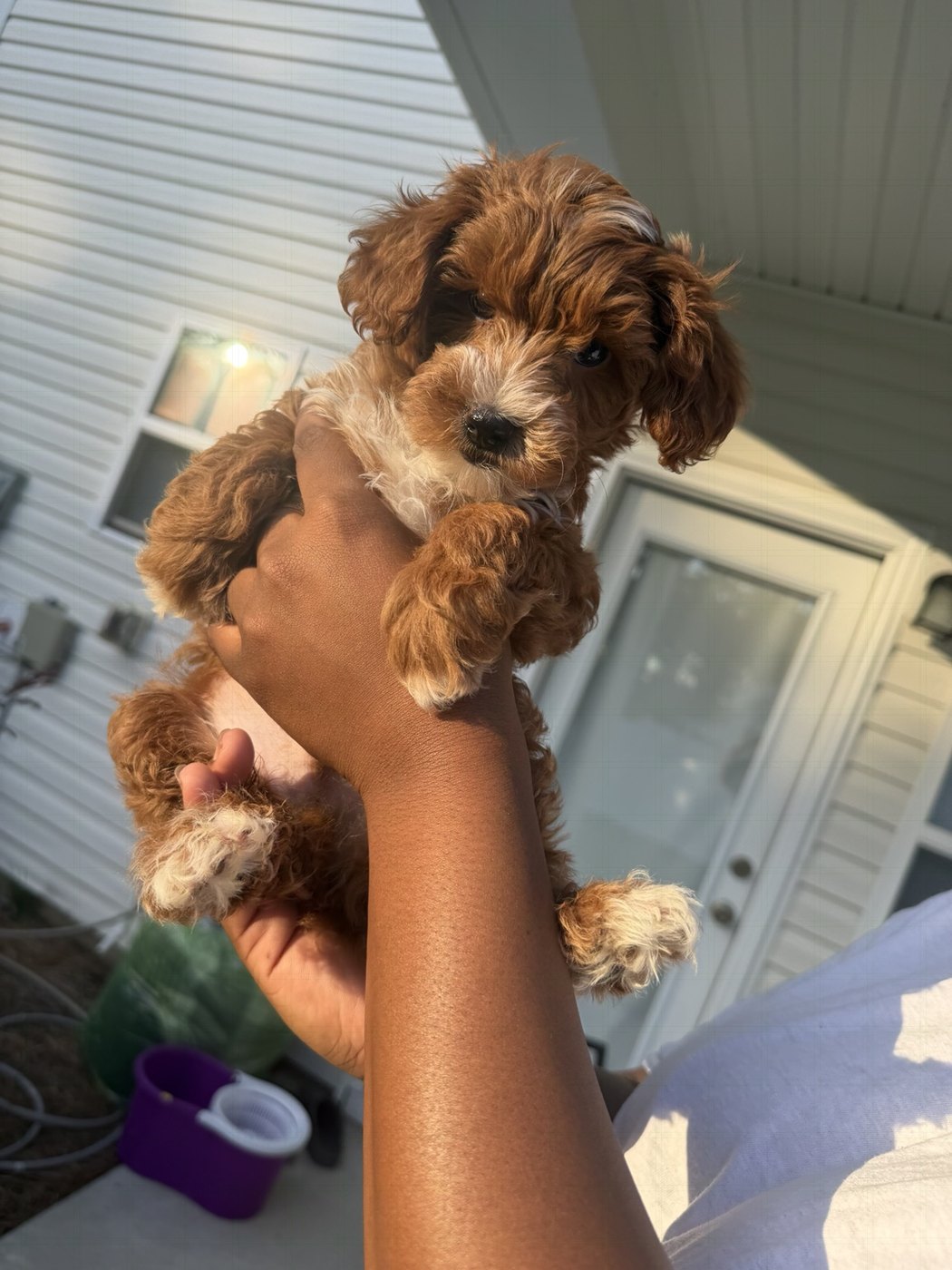 A fluffy apricot puppy