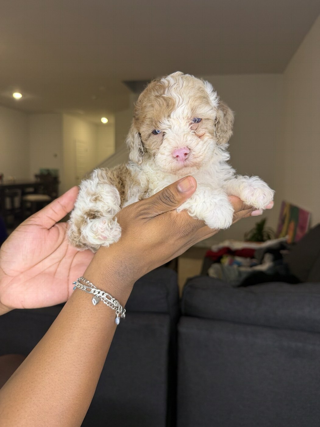 A sweet cream-colored puppy